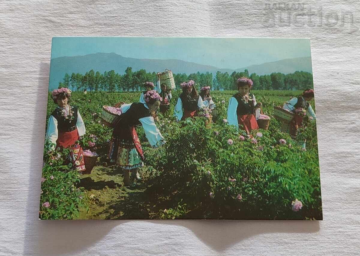 Kazanlak Rose Harvest P.K. 1977