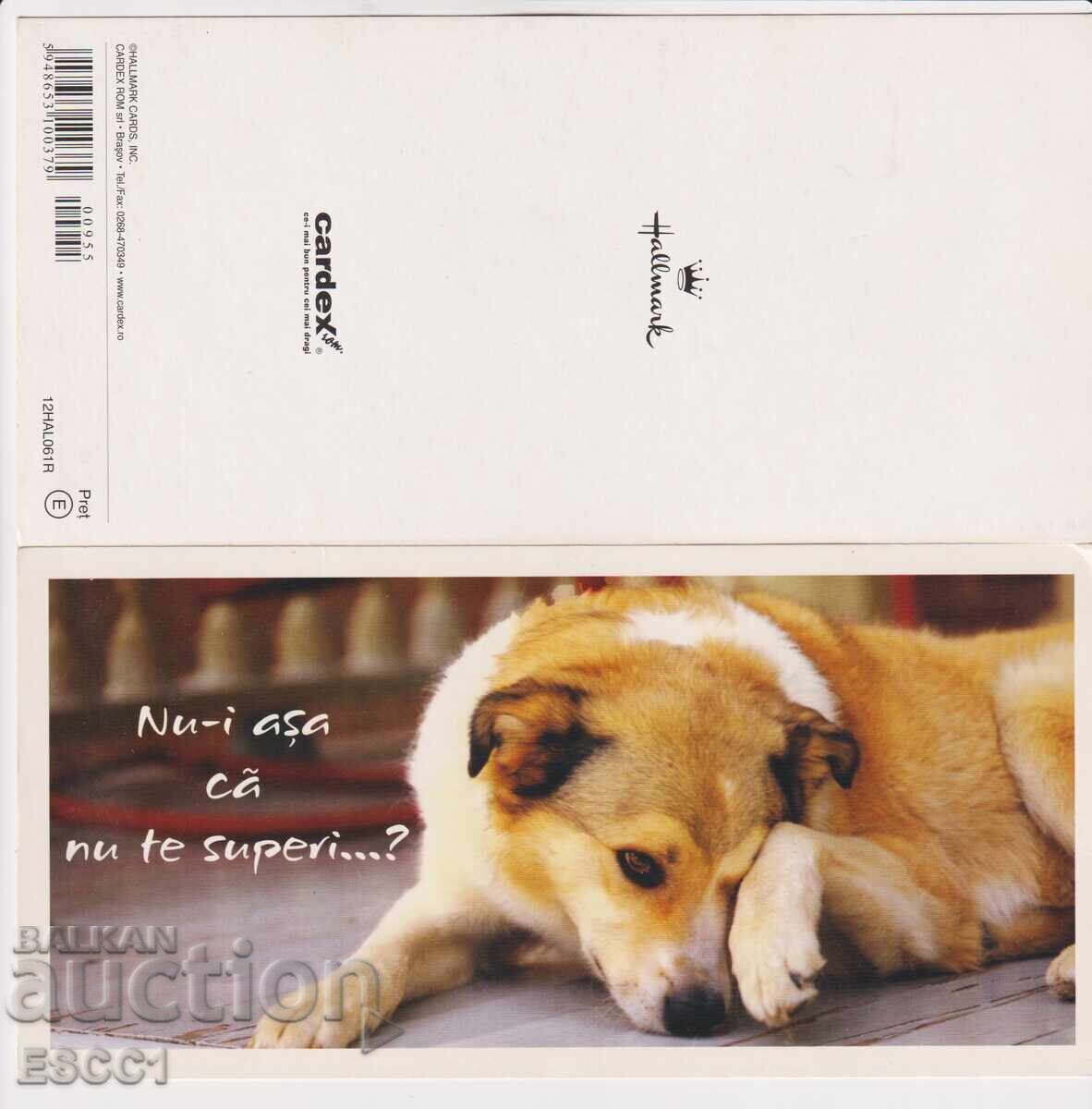 Δημοπρασία Κάρτα Όχι, δεν έχω τίποτα ενάντια; Σκύλος από τη Ρουμανία