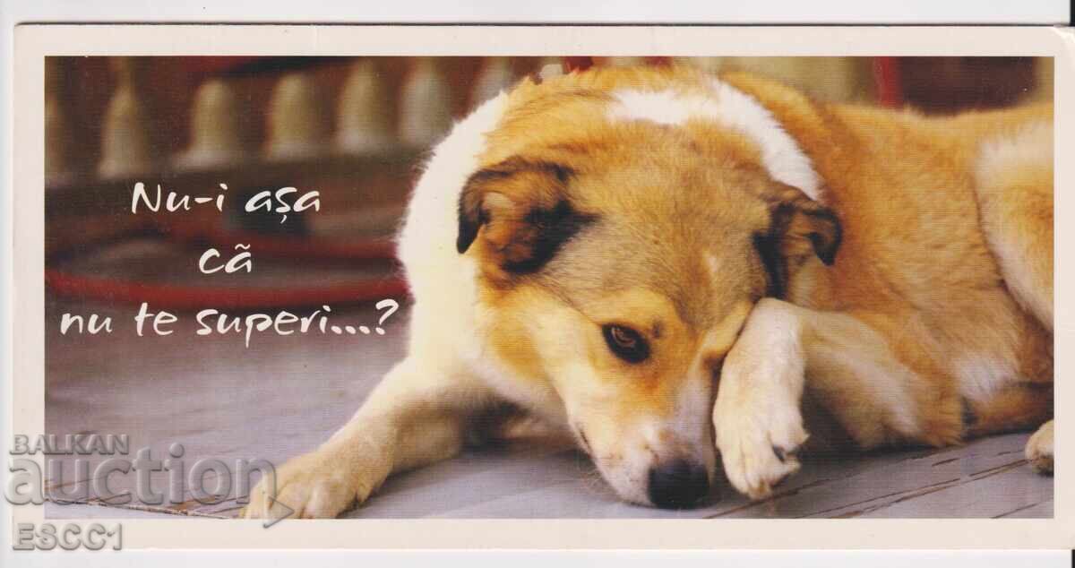 Κάρτα Όχι, δεν έχω τίποτα ενάντια; Σκύλος από τη Ρουμανία