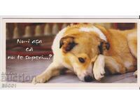 Κάρτα Όχι, δεν έχω τίποτα ενάντια; Σκύλος από τη Ρουμανία