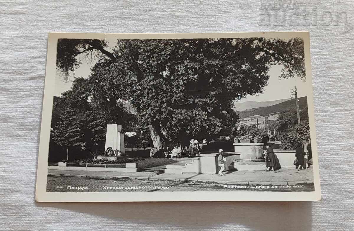 ΓΡΑΔ ΠΕΤΣΕΡΑ ΧΙΛΙΑΔΟΓΟΝΙΚΟ ΔΕΝΤΡΟ 1959 Π.Κ