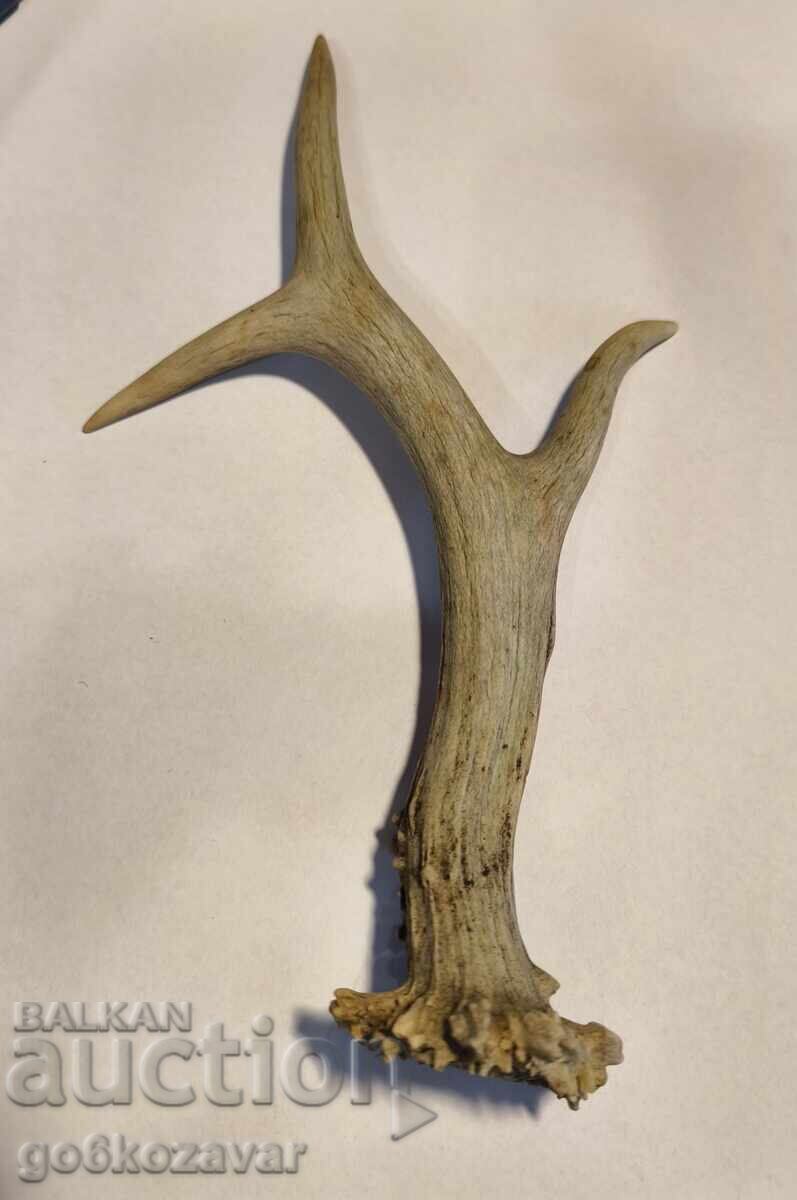 Auction  Roe deer horn for material, decoration, etc., horns