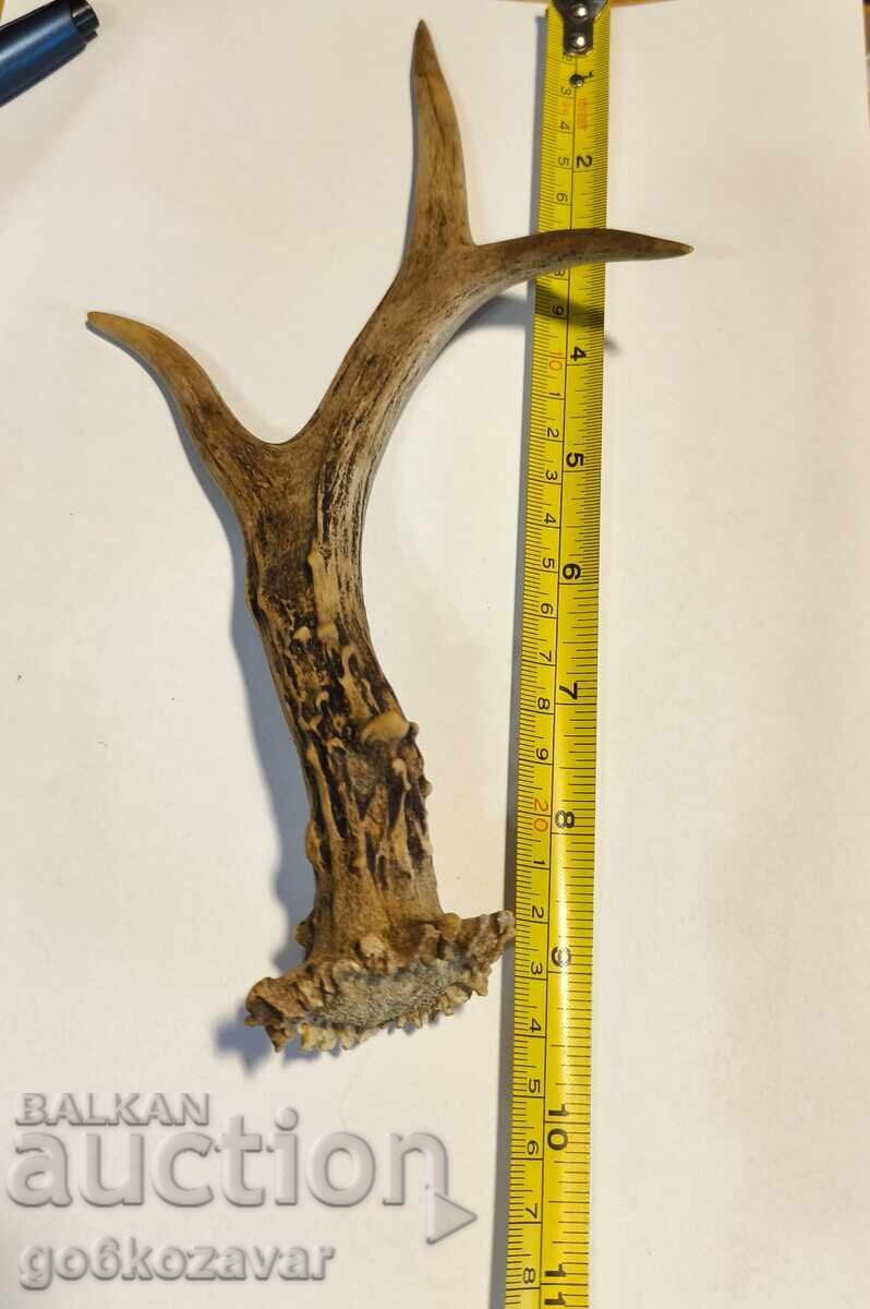 Delivery of Roe deer horn for material, decoration, etc., horns