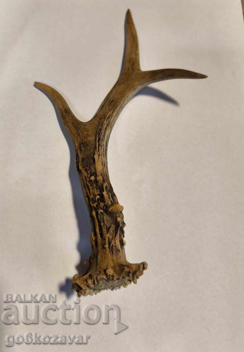 Roe deer horn for material, decoration, etc., horns