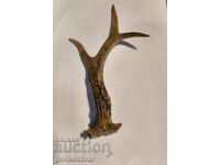 Corn de căprior pentru material, decor etc., coarne