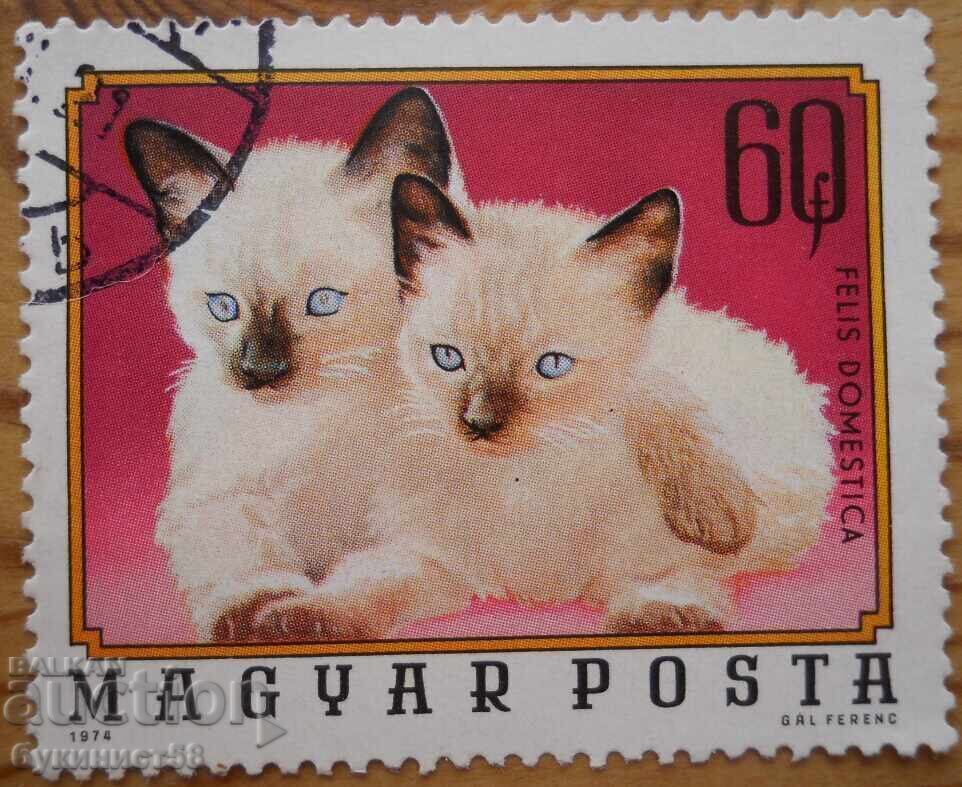 Ungaria "Pisici" - 1974