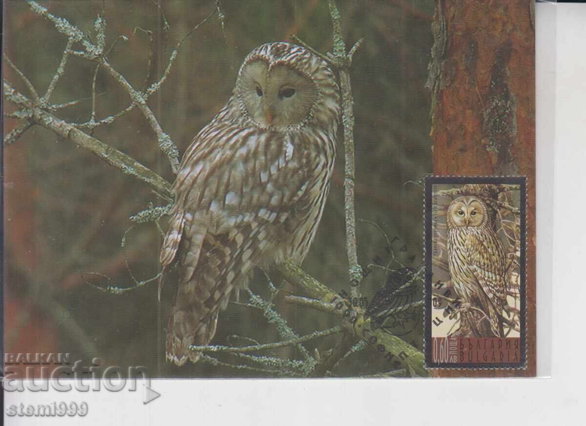 Μέγιστη καρτ ποστάλ ΝΥΧΤΕΡΙΝΑ ΑΡΠΑΚΤΙΚΑ ΠΟΥΛΙΑ