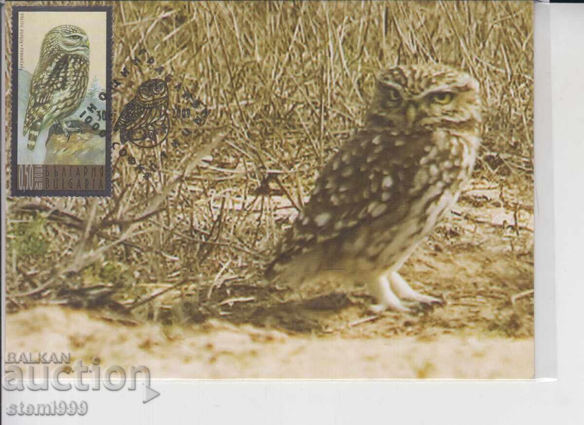 Пощенска карта максимум НОЩНИ ГРАБЛИВИ ПТИЦИ