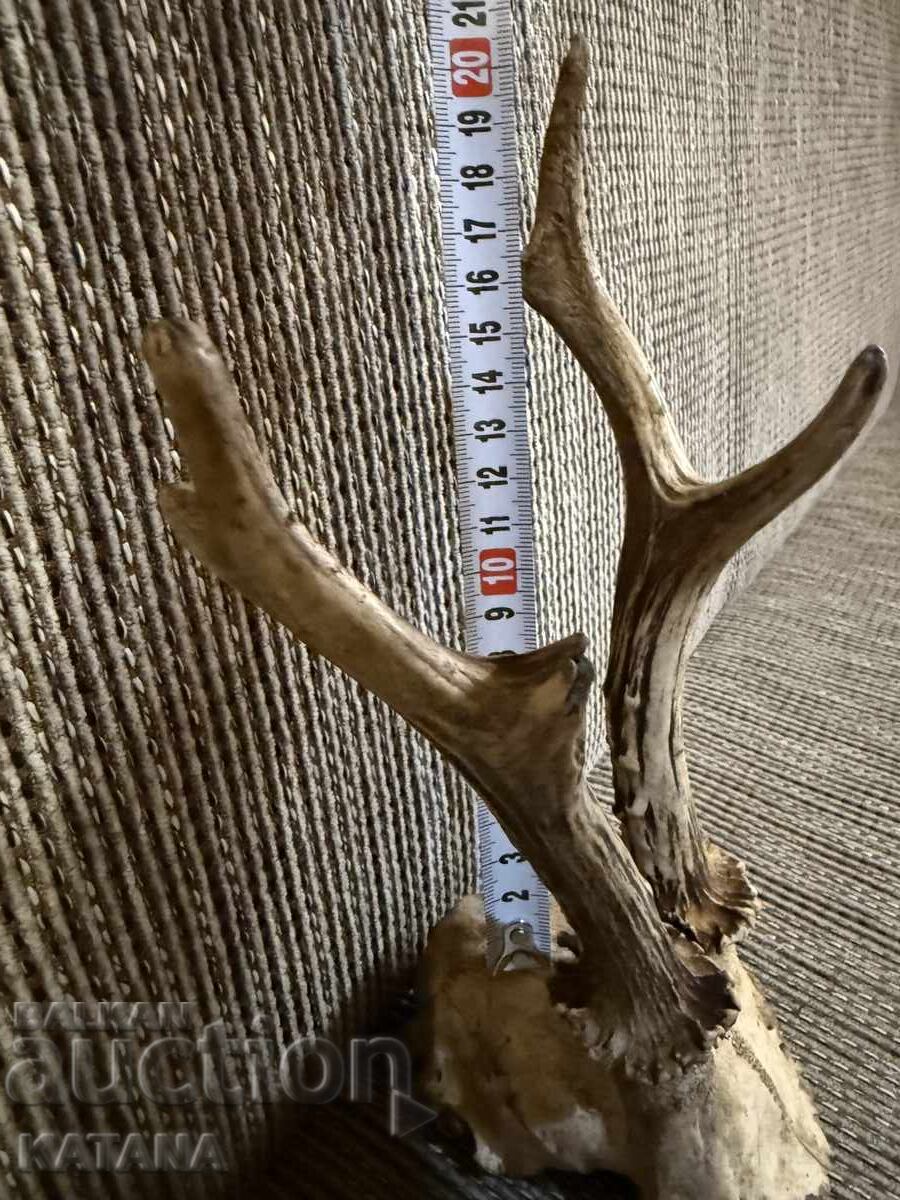 Trofeu coarne de căprior cu preț 45.00 BGN | € 23.01 Trofeu coarne de căprior cu preț 45.00 BGN | € 23.01