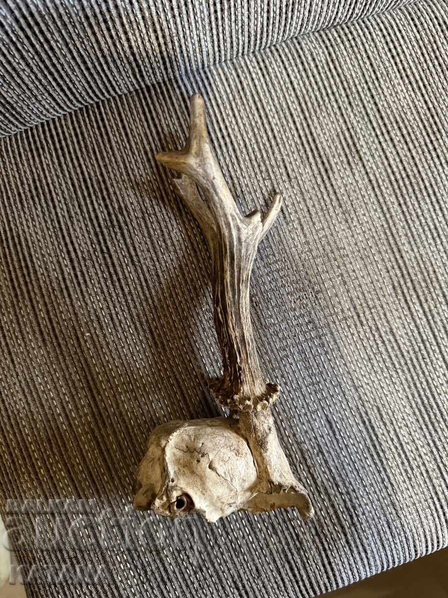 Licitație Trofeu coarne de căprior Licitație Trofeu coarne de căprior