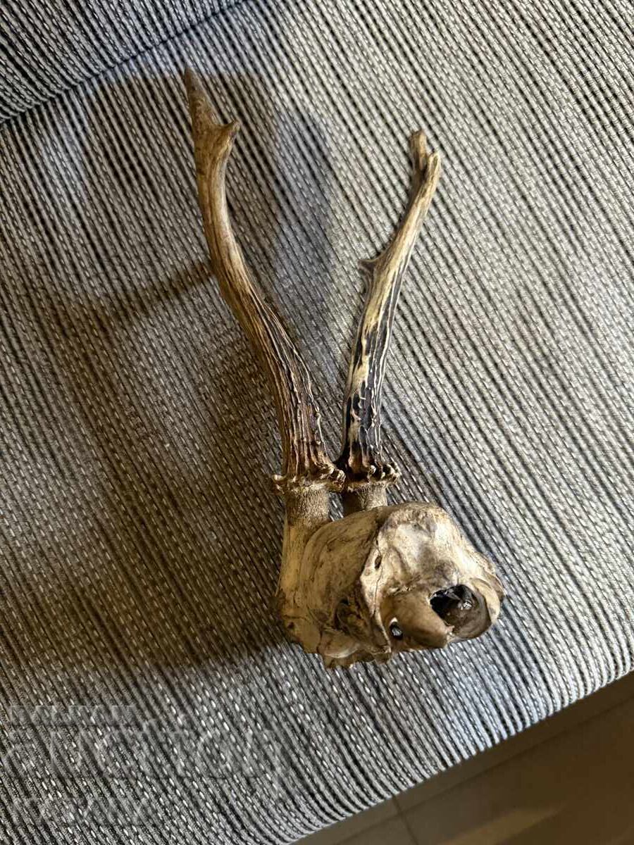 Livrarea Trofeu coarne de căprior Livrarea Trofeu coarne de căprior