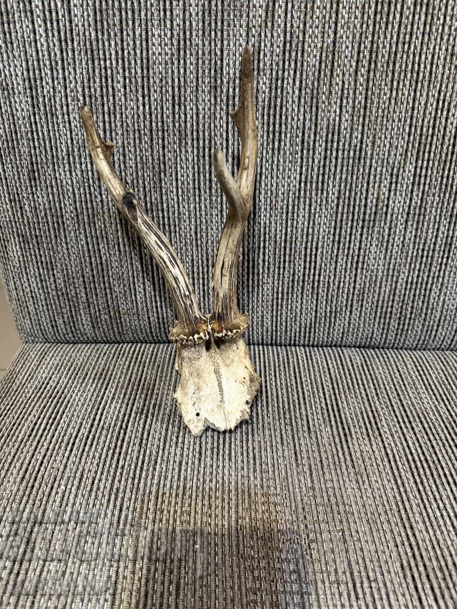 Trofeu coarne de căprior Trofeu coarne de căprior