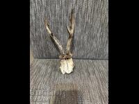 Trofeu coarne de căprior