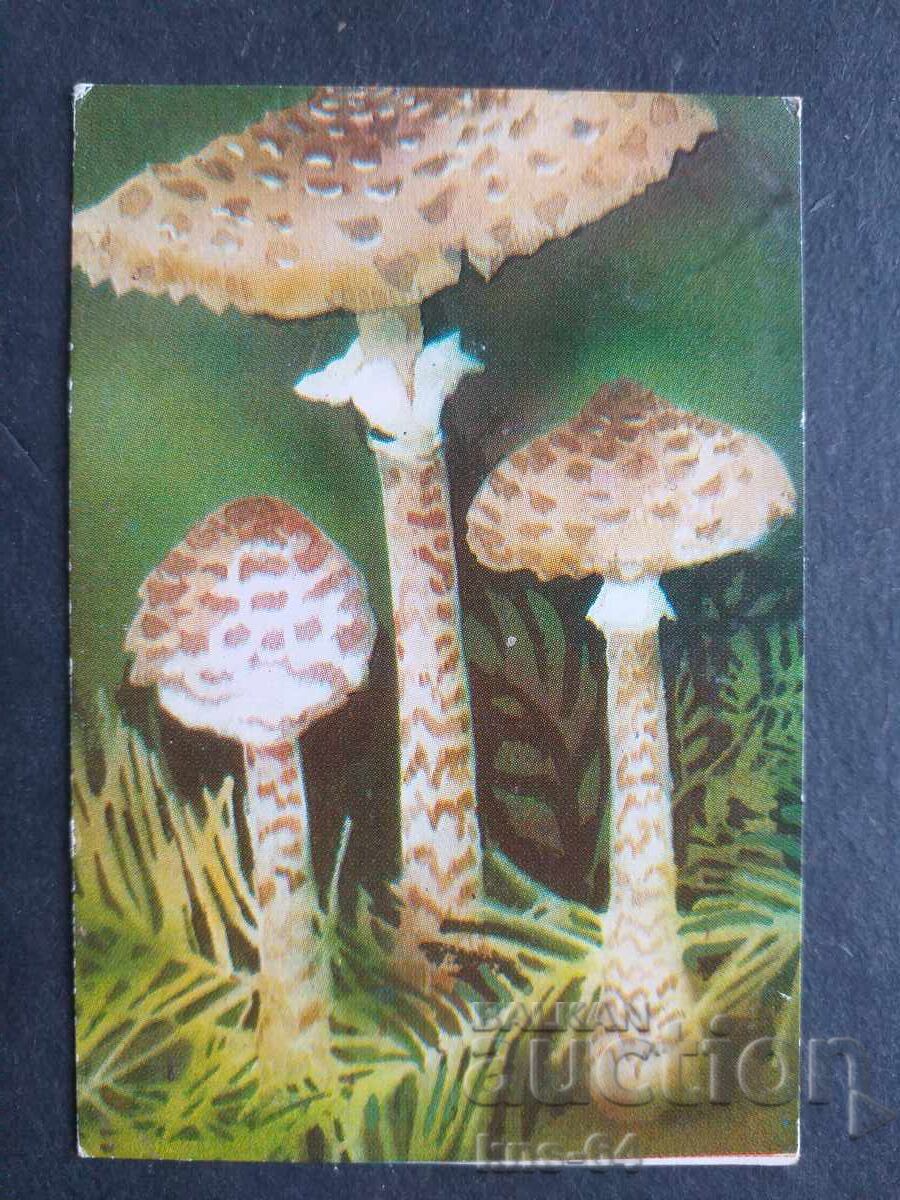 Κοινωνικό Ημερολόγιο Κοινωνικό Ημερολόγιο