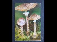 Κοινωνικό Ημερολόγιο