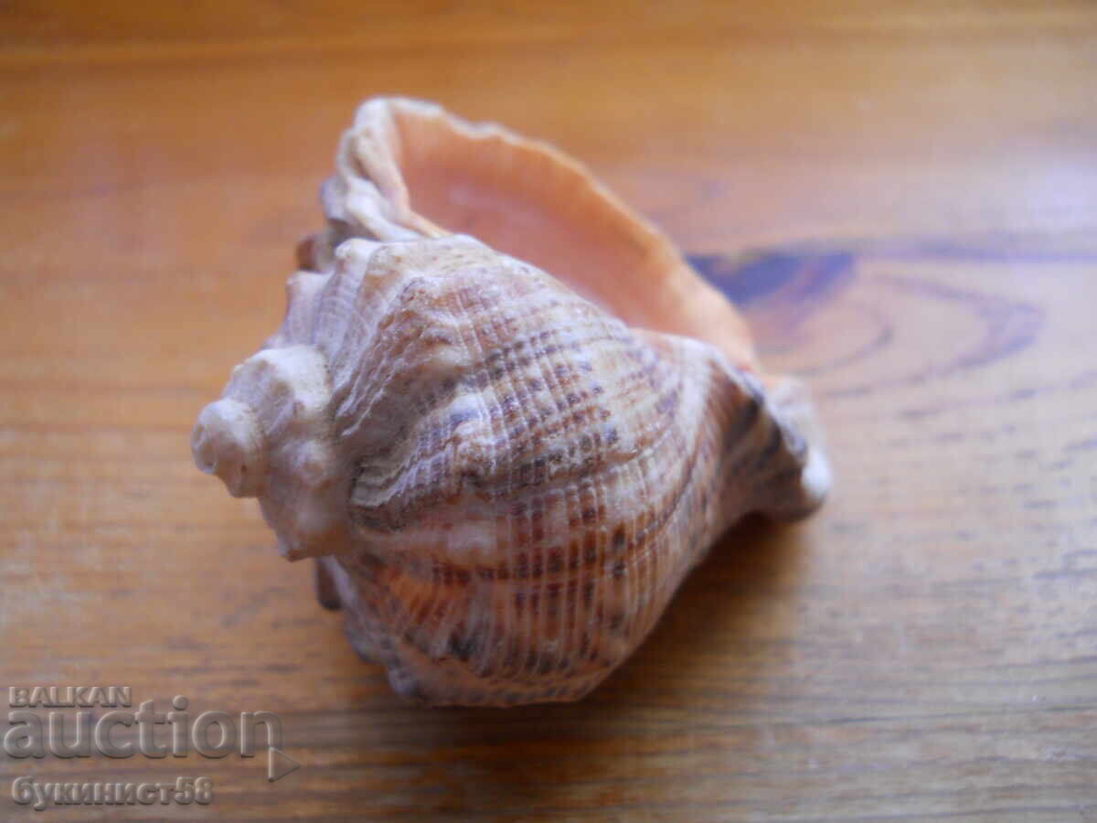 Rapan with price € 1.00 | 1.96 BGN