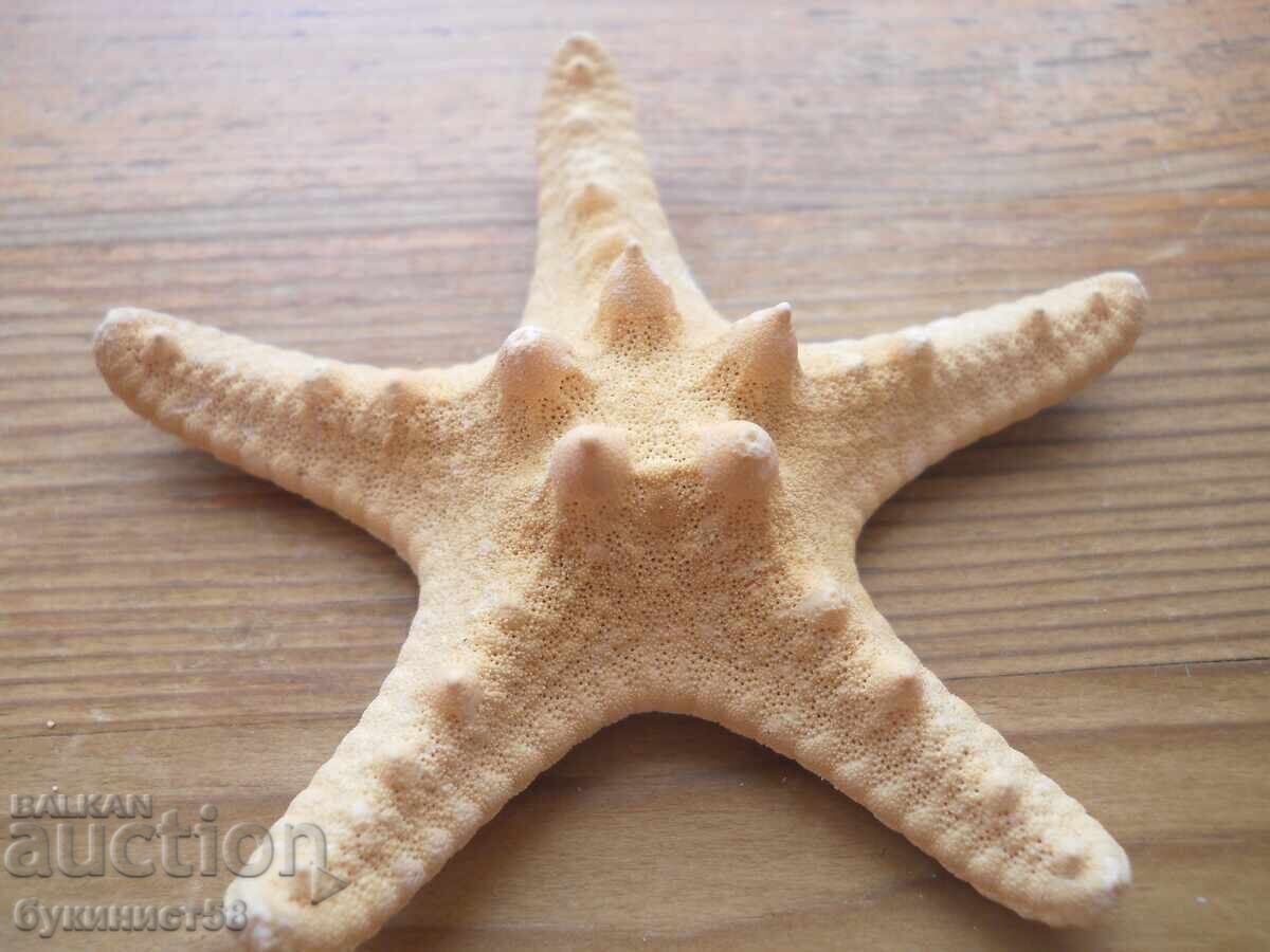 Морска звезда с цена 10.00 лв. | € 5.11