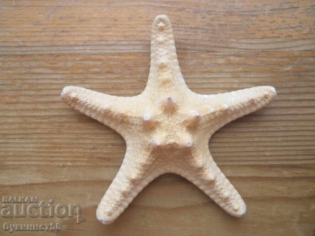 Морска звезда