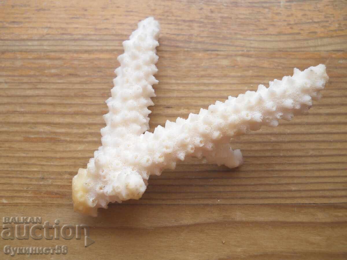 Coral cu preț 10.00 BGN | € 5.11 Coral cu preț 10.00 BGN | € 5.11