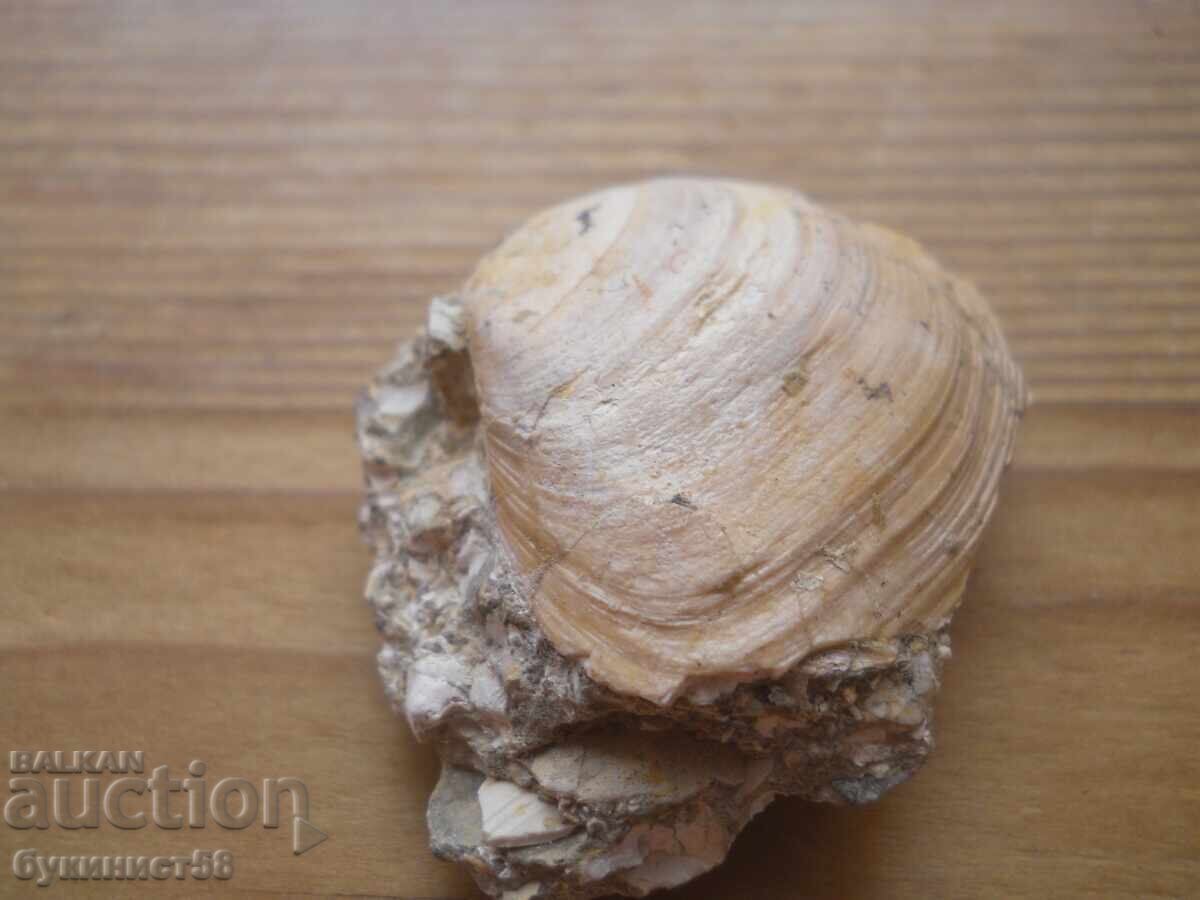 Μίδα φωσίλ με τιμή 5.00 BGN | € 2.56