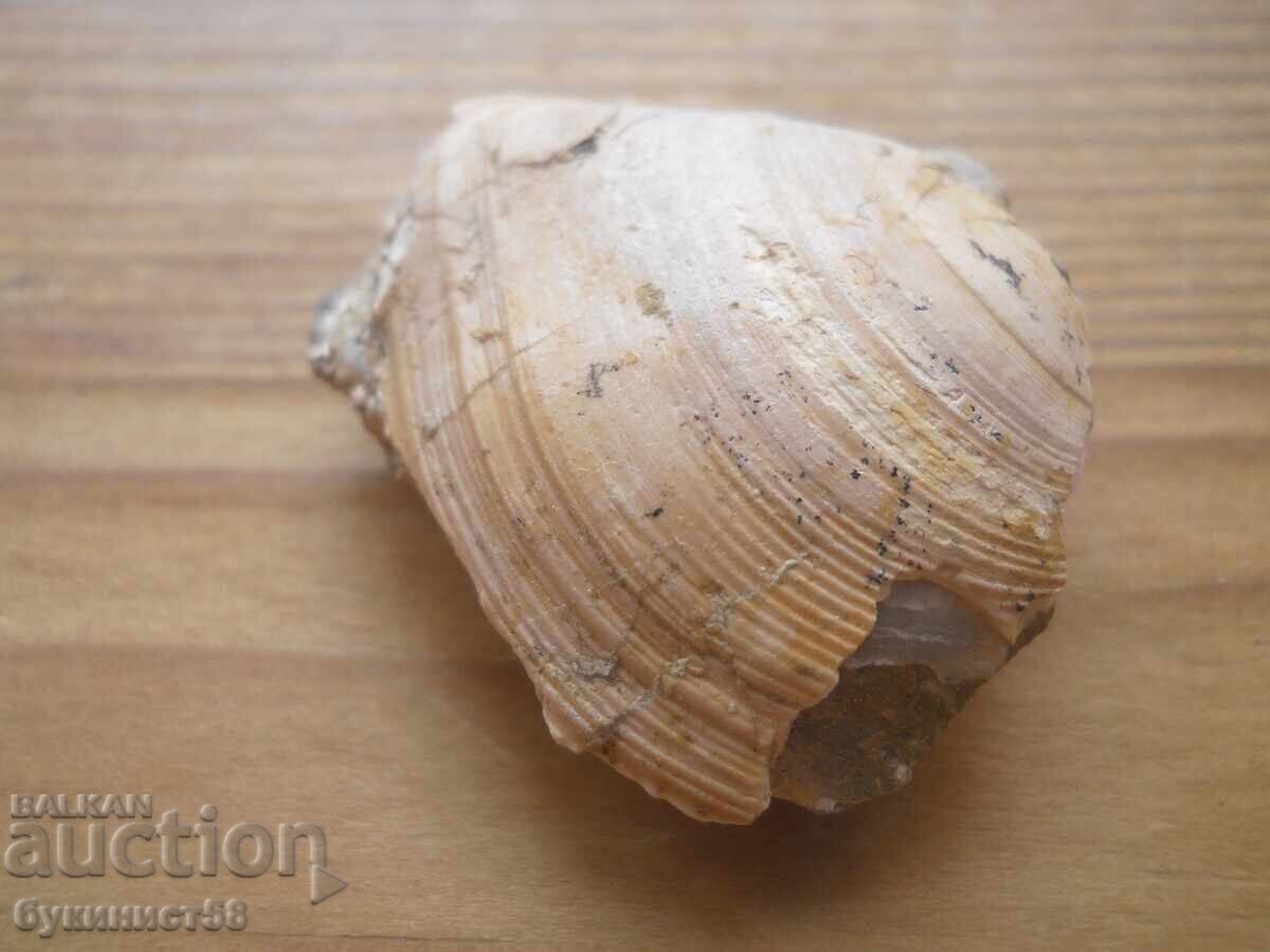 Δημοπρασία Μίδα φωσίλ