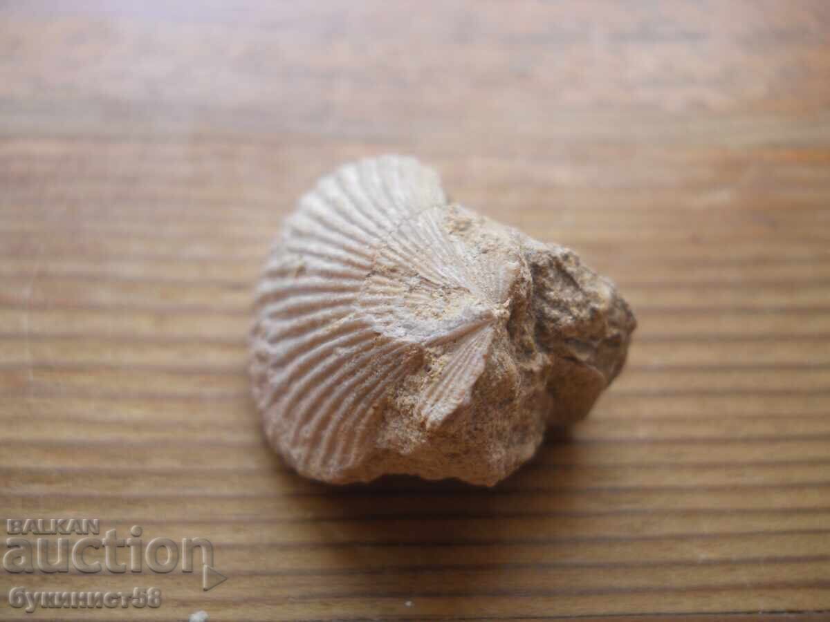 Mida Fossil with price 5.00 BGN | € 2.56