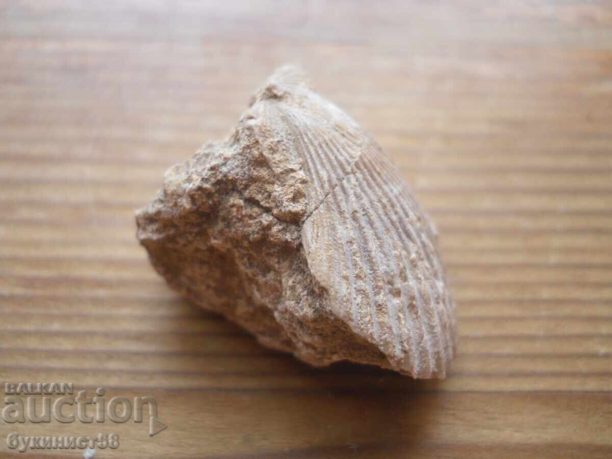 Auction  Mida Fossil