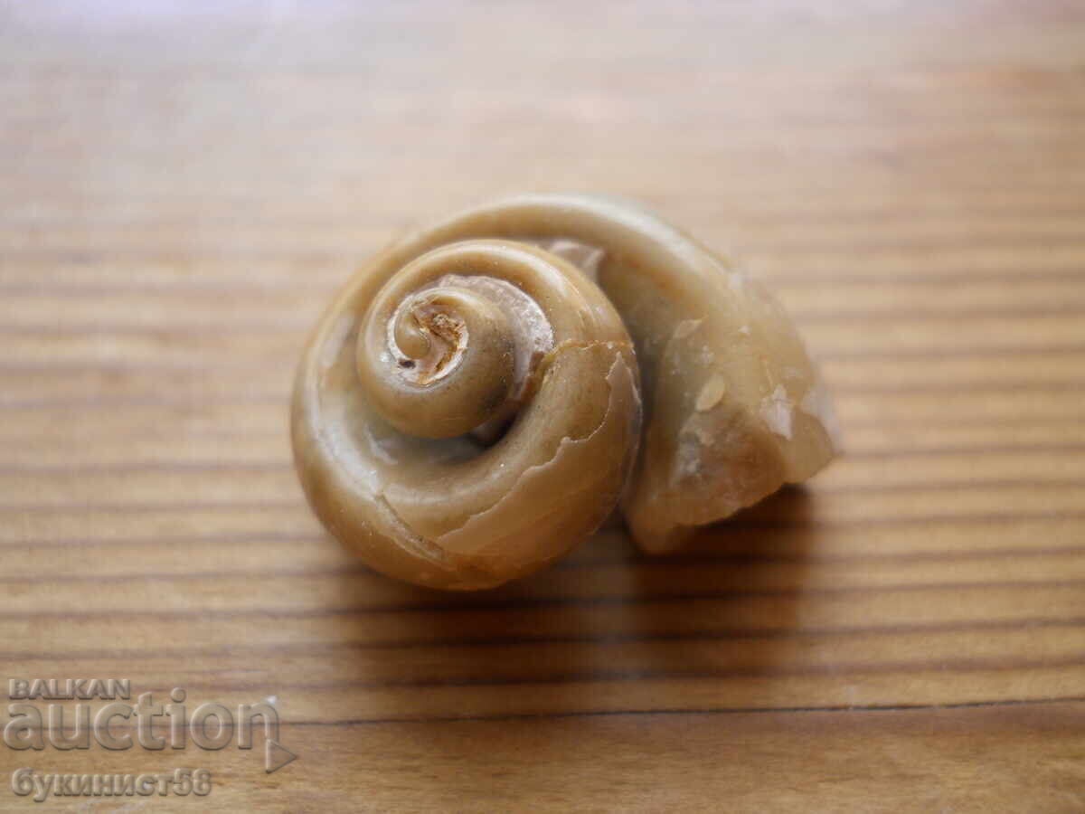 Opalized Petrified Snail with price 35.00 BGN | € 17.90