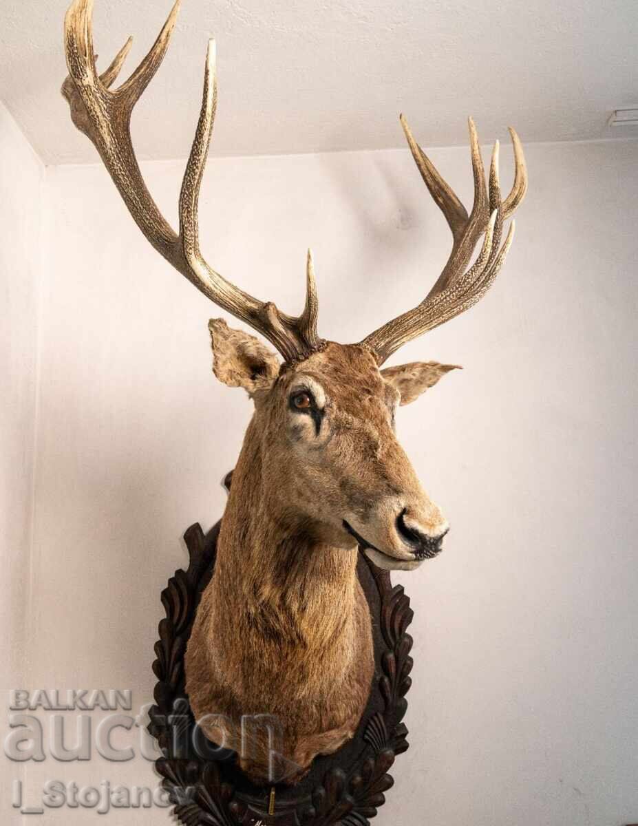 Noble deer - gold medal