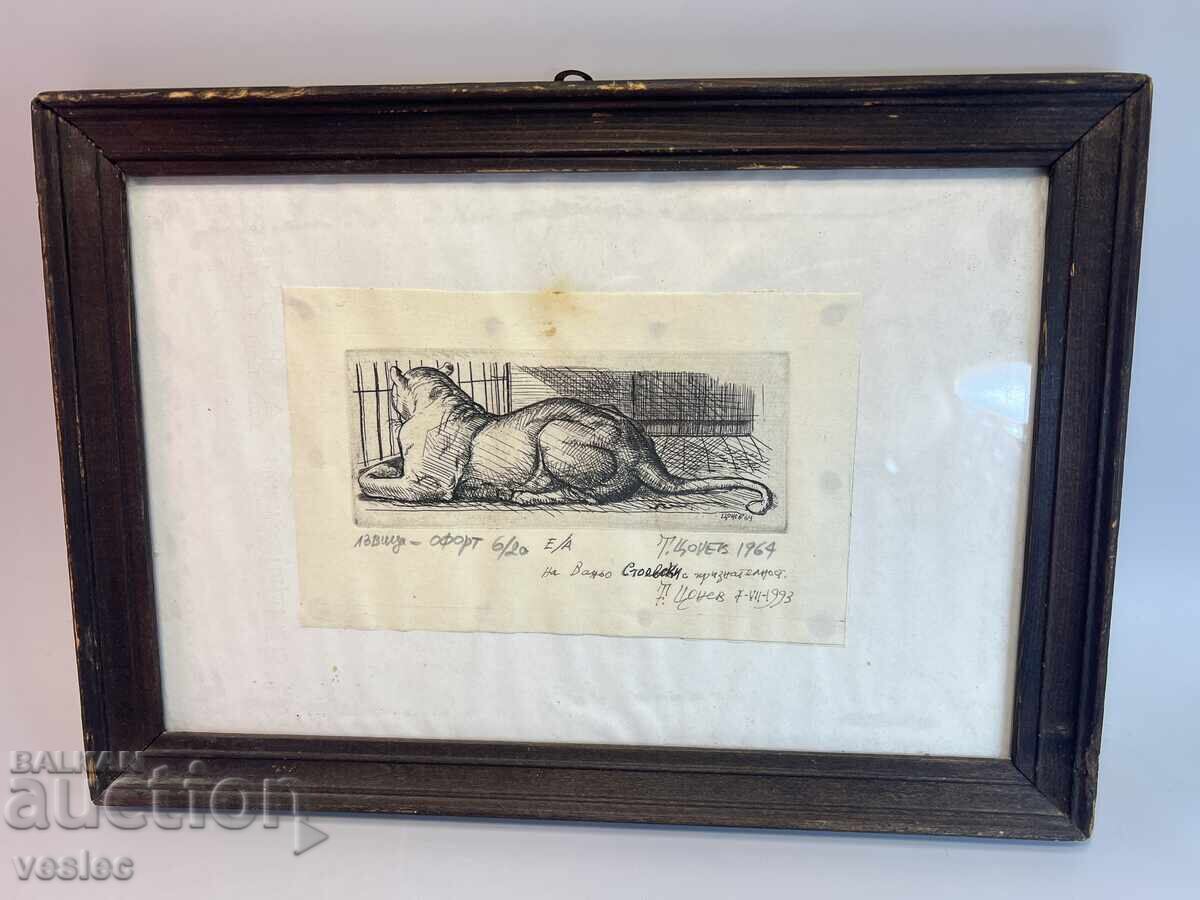 Todor Tsonev 1964 Graphics Engraving Etching Lioness in a Cage with price 49.00 BGN | € 25.05 Todor Tsonev 1964 Graphics Engraving Etching Lioness in a Cage with price 49.00 BGN | € 25.05