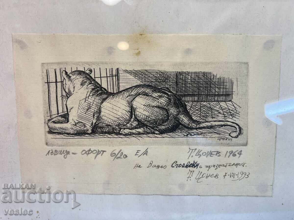Todor Tsonev 1964 Graphics Engraving Etching Lioness in a Cage Todor Tsonev 1964 Graphics Engraving Etching Lioness in a Cage
