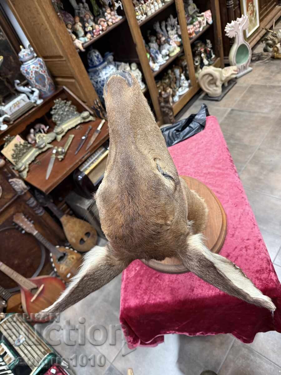 Large hunting trophy roe deer №7446 with price 900.00 BGN | € 460.16