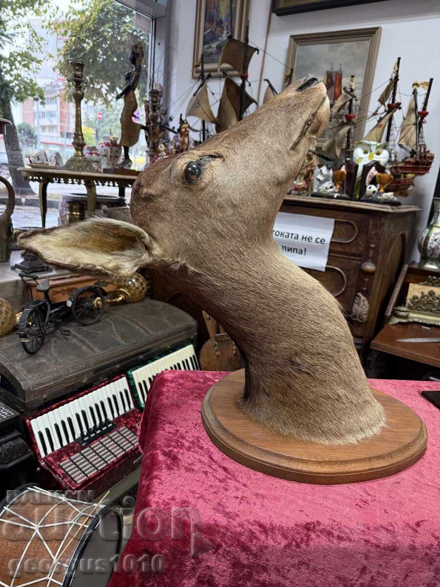 Auction  Large hunting trophy roe deer №7446