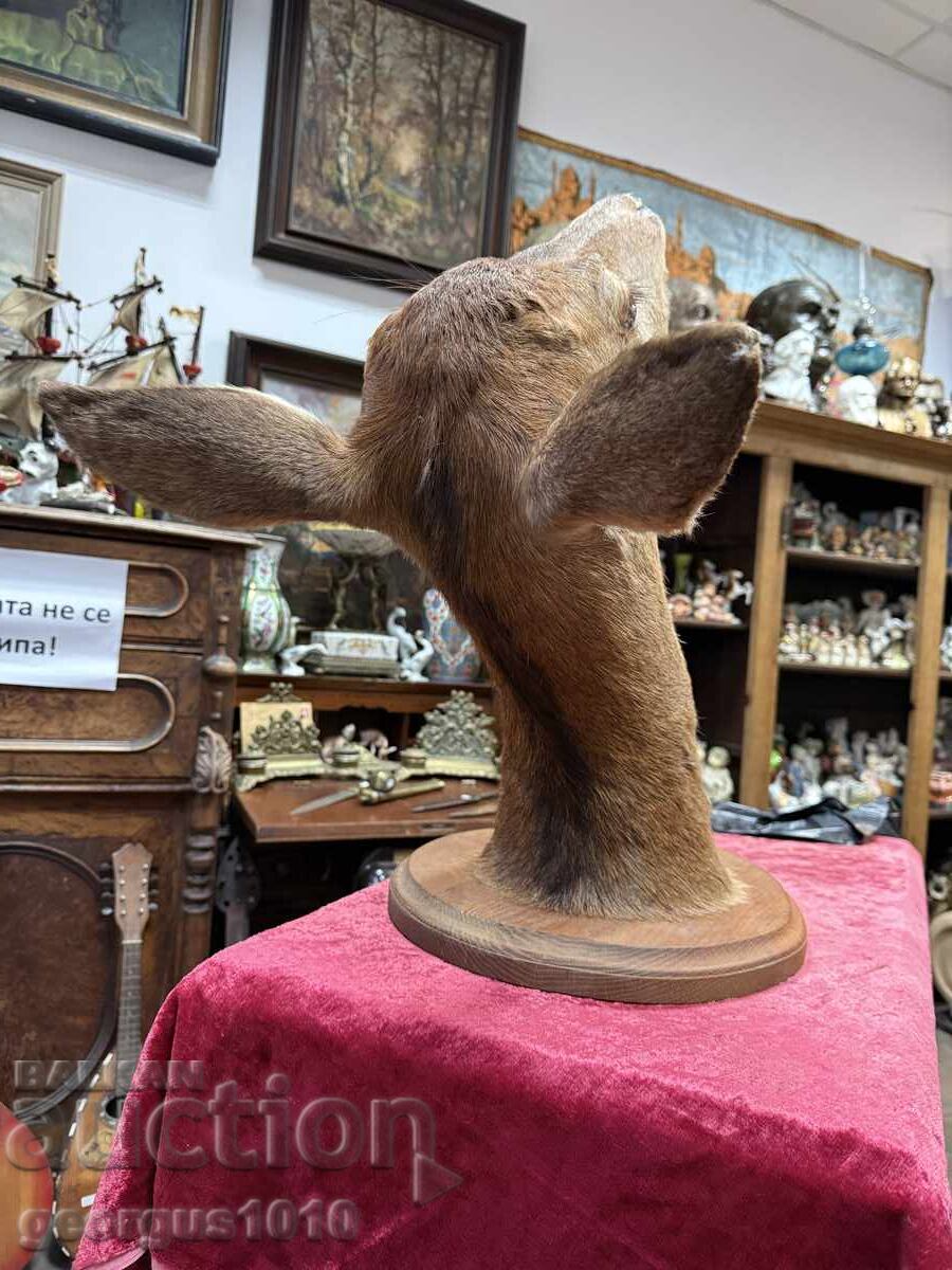 Delivery of Large hunting trophy roe deer №7446