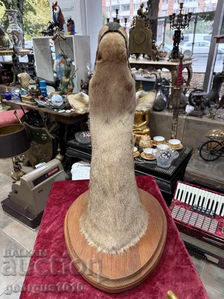 Large hunting trophy roe deer №7446 - 5