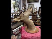 Large hunting trophy roe deer №7446