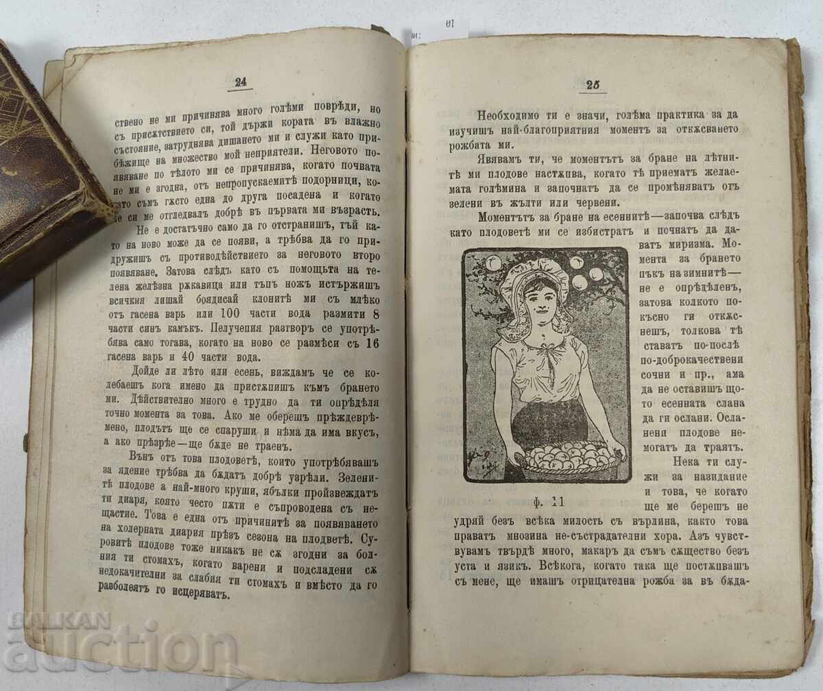 ΚΟΝΒΟΛΥΤ 1904 ΓΟΒΟΡΑ ΣΤΟ ΟΠΩΡΟΦΟΡΟ ΔΕΝΤΡΟ + 1921 Ο ΚΑΡΥΔΑΣ με τιμή 25.00 BGN | € 12.78