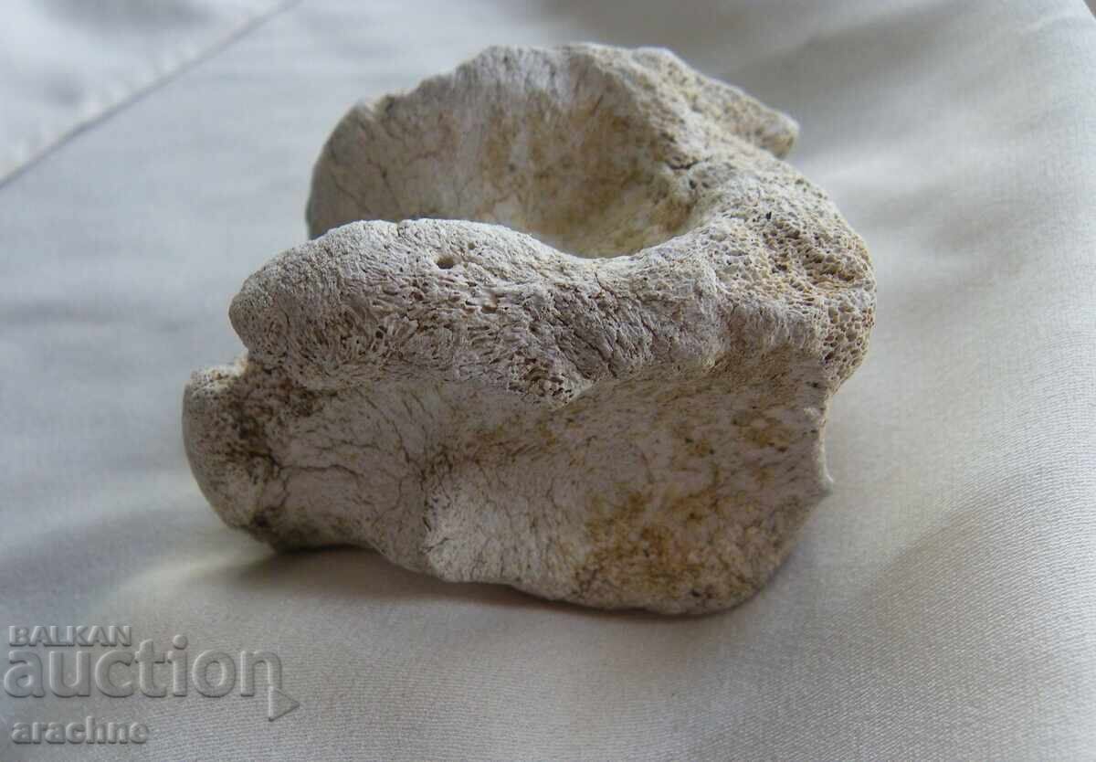 Astragalus/ashik/ of woolly rhinoceros - Ice Age with price 95.00 BGN | € 48.57