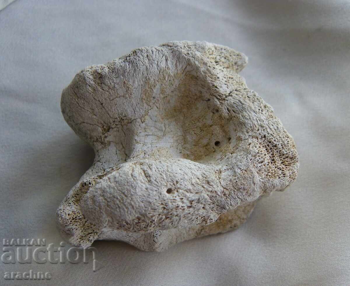 Astragalus/ashik/ of woolly rhinoceros - Ice Age