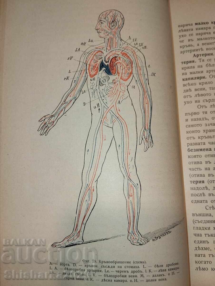 Livrarea Convolut! Manuale de anatomie 2 buc