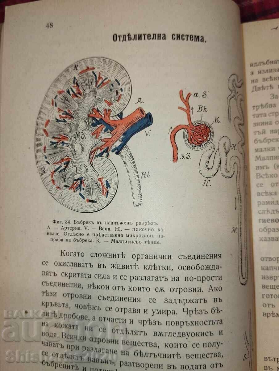 Convolut! Manuale de anatomie 2 buc - 5