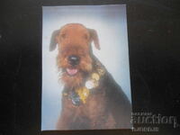 Παλιό βουλγαρικό ημερολόγιο, 1991