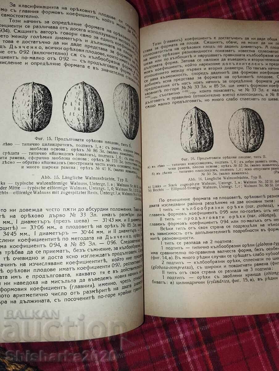 Δημοπρασία Orekhi στα καζανλάκ και στην περιοχή Ζλάτιτσα Δημοπρασία Orekhi στα καζανλάκ και στην περιοχή Ζλάτιτσα