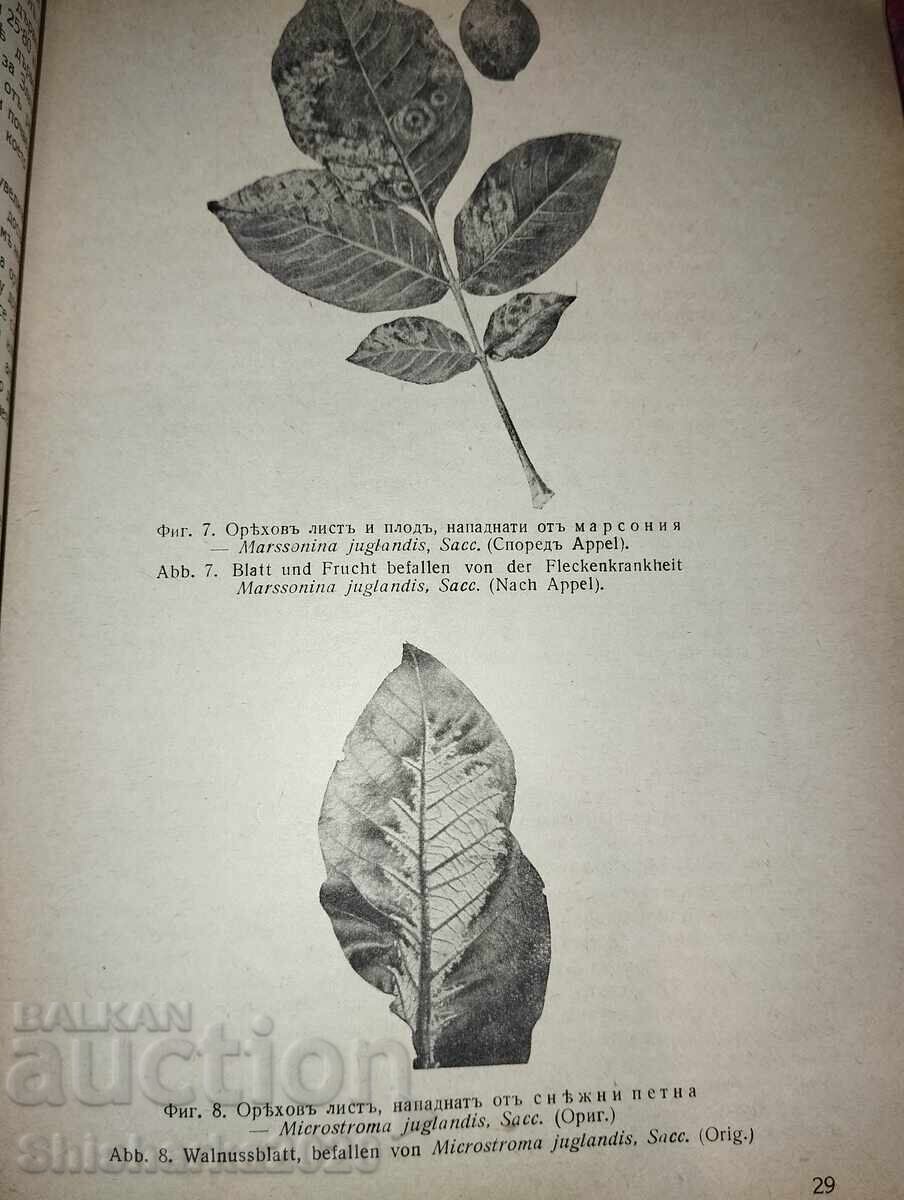 Παράδοση Orekhi στα καζανλάκ και στην περιοχή Ζλάτιτσα Παράδοση Orekhi στα καζανλάκ και στην περιοχή Ζλάτιτσα