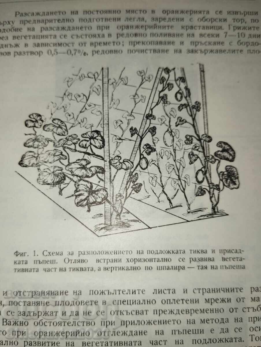 Proceedings of the Institute of Plant Growing - Book Four - 5