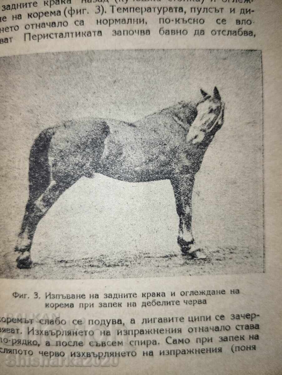 Κολικοί σε άλογο με τιμή € 14.00 | 27.38 BGN Κολικοί σε άλογο με τιμή € 14.00 | 27.38 BGN