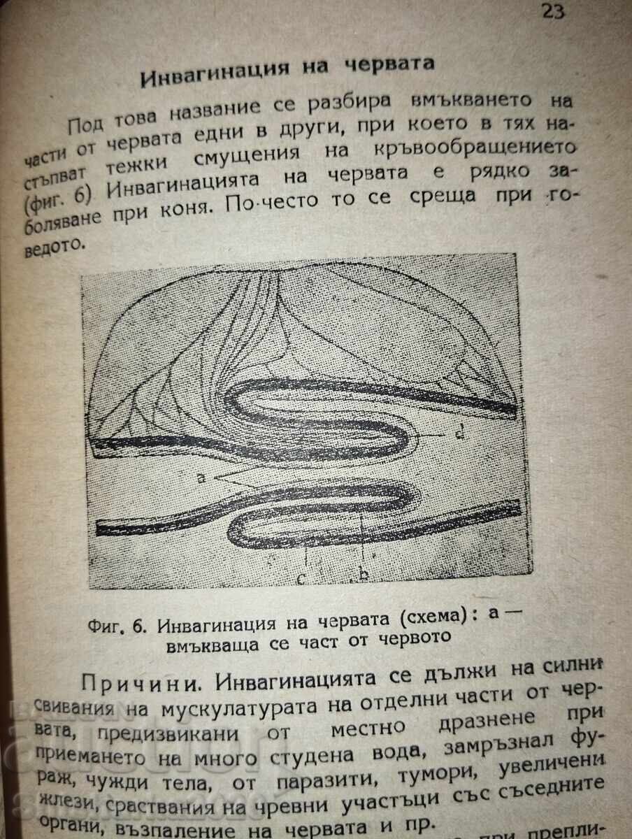 Auction  Colics in a horse