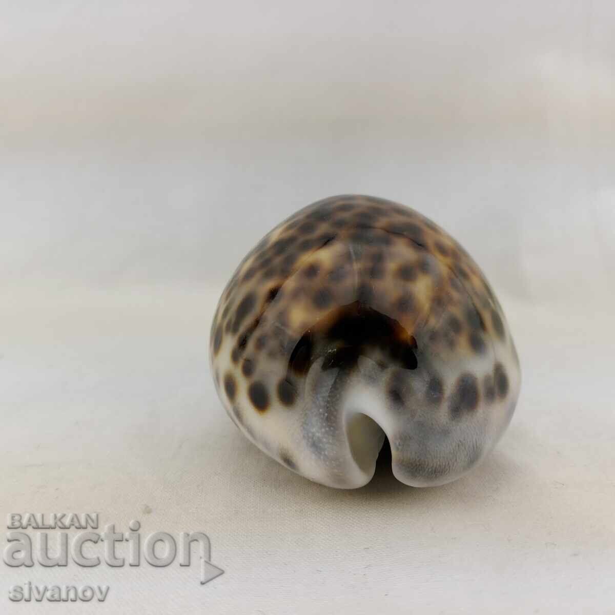 Ενδιαφέρον μύδι ραπάν Cypraea Tigris 85mm #2680 με τιμή 14.99 BGN | € 7.66