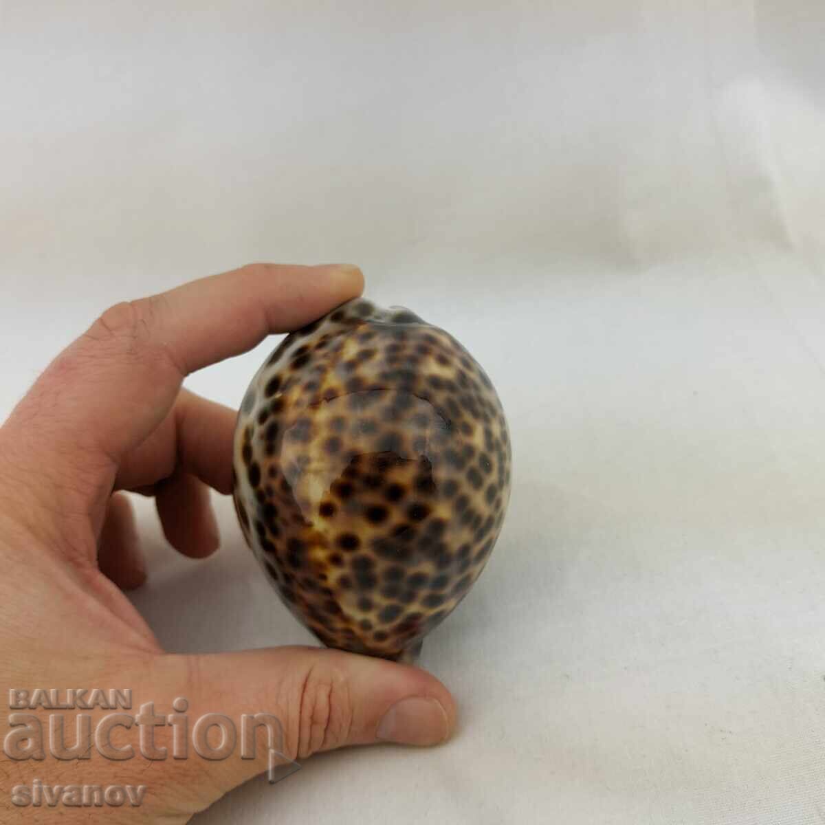 Παράδοση Ενδιαφέρον μύδι ραπάν Cypraea Tigris 85mm #2680