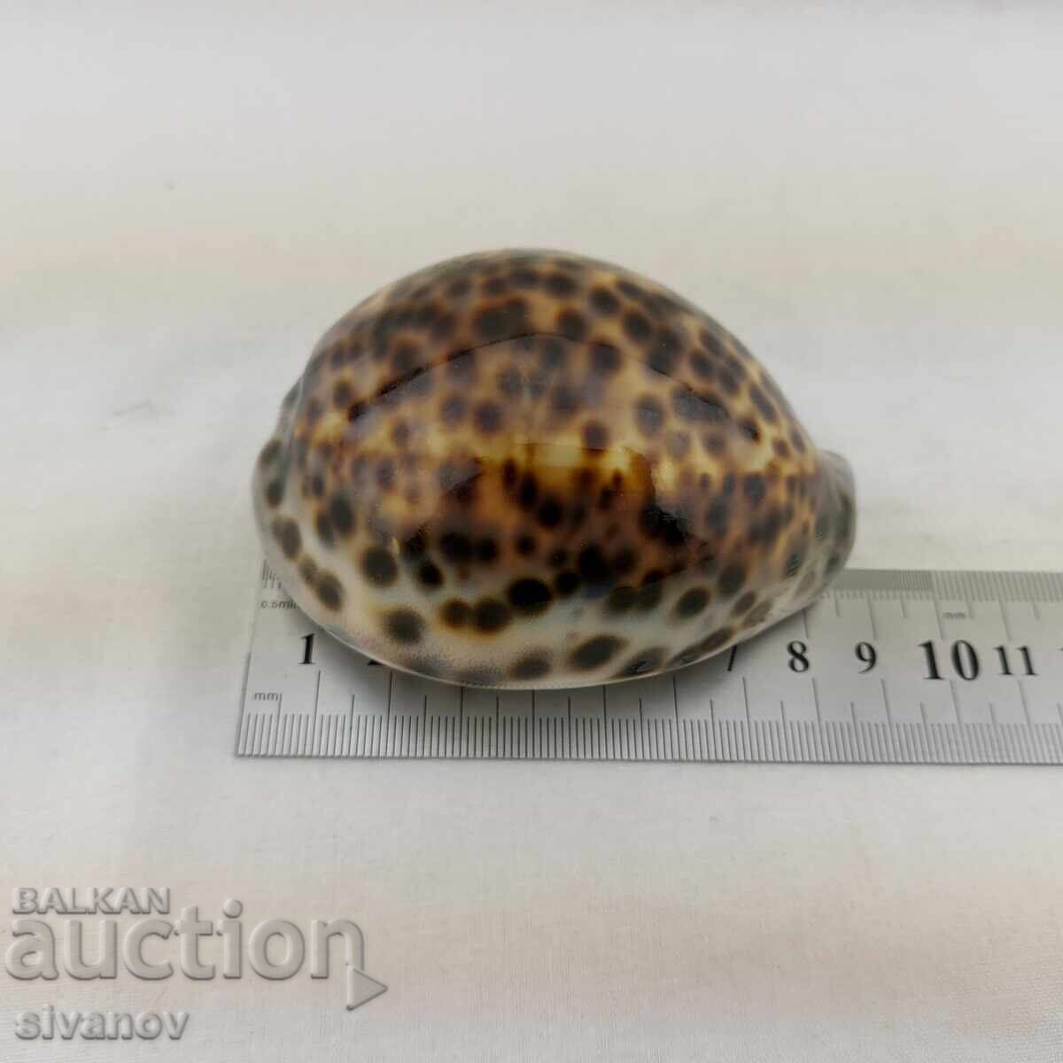 Ενδιαφέρον μύδι ραπάν Cypraea Tigris 85mm #2680 - 5